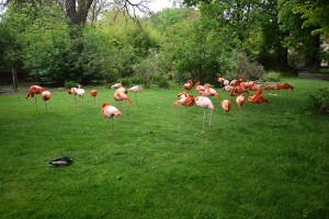 Ménagerie jardin des plantes Paris
