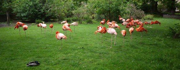 Ménagerie jardin des plantes Paris