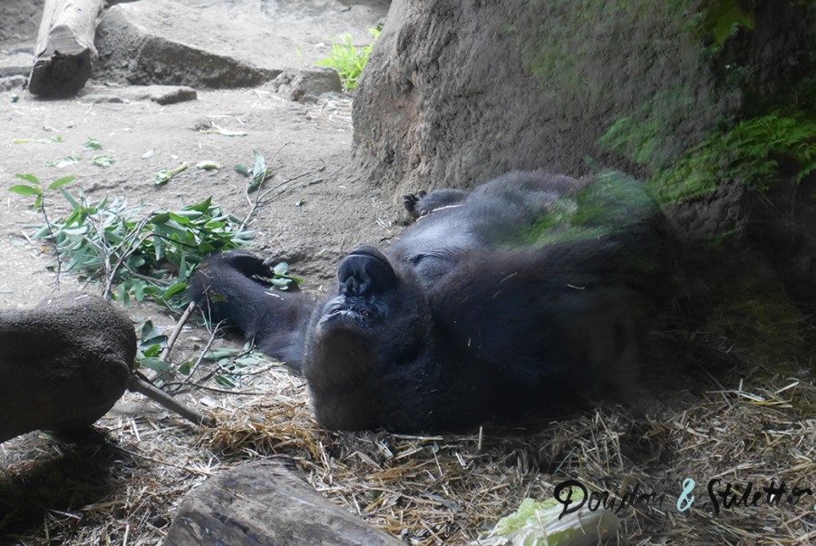 Zoo ueno