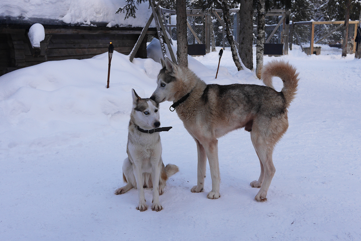 Chiens de traîneaux - Doudou & Stiletto
