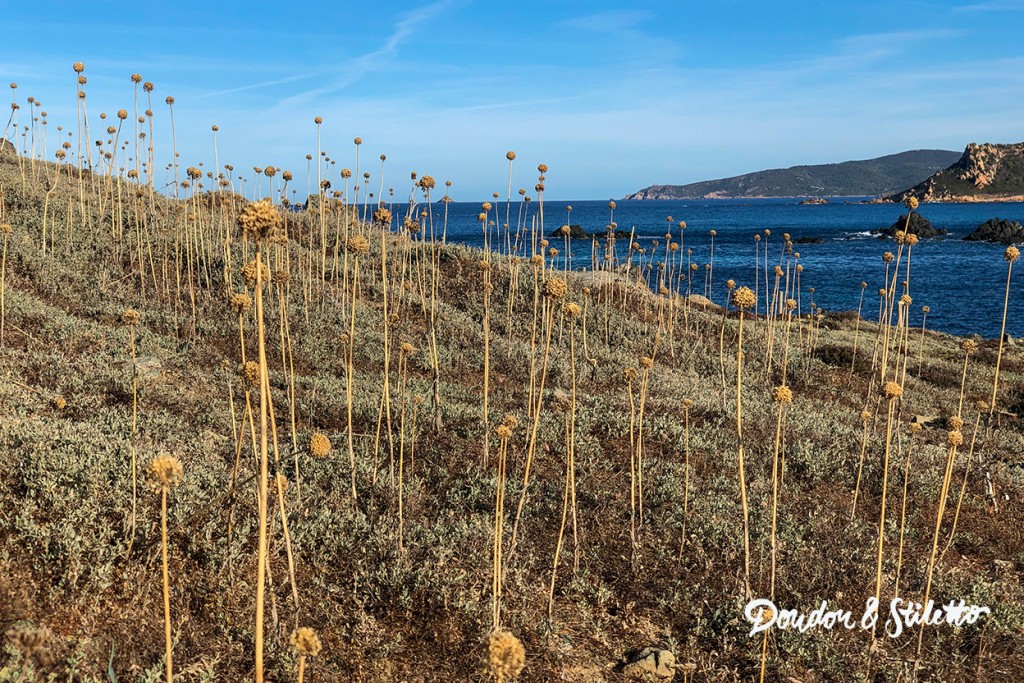 Corse Ajaccio29