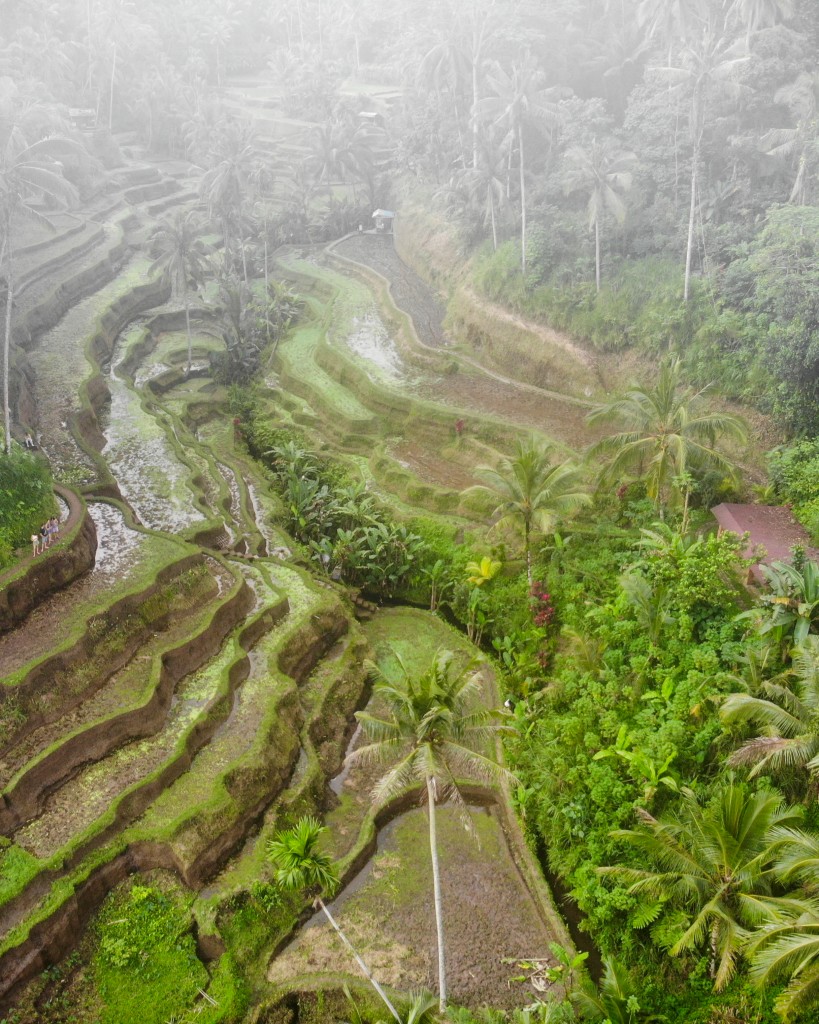 Ubud en famille1