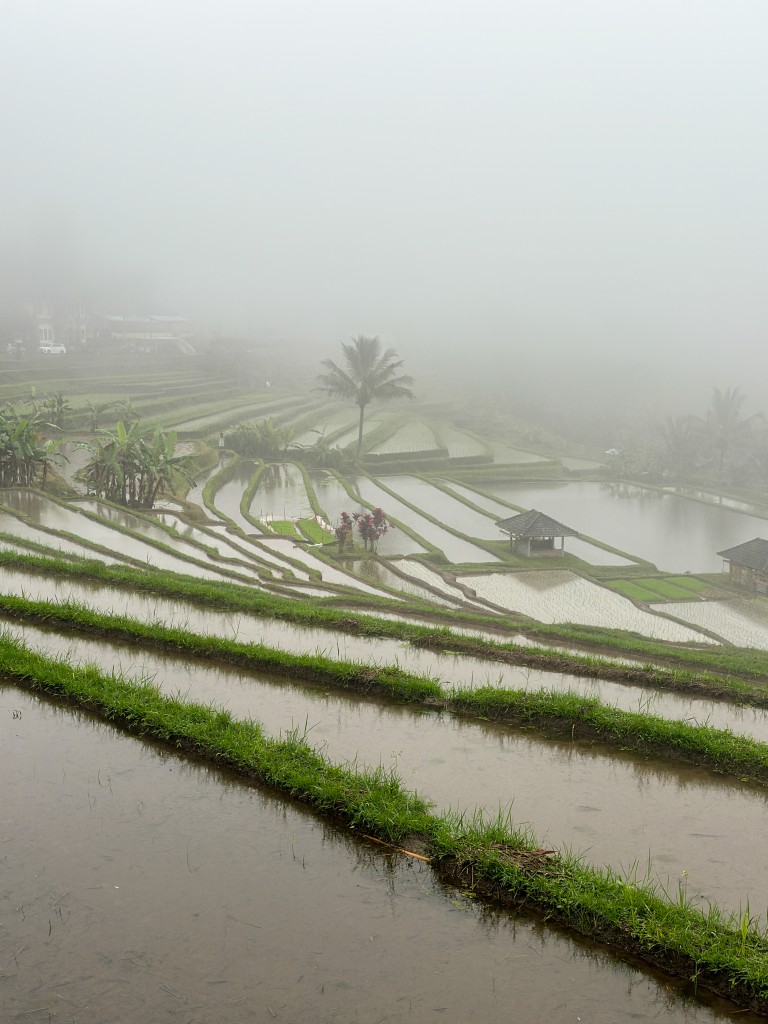Ubud en famille13