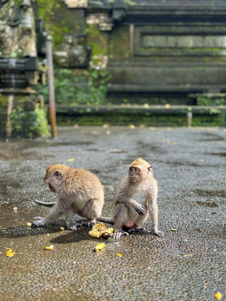 Ubud en famille8