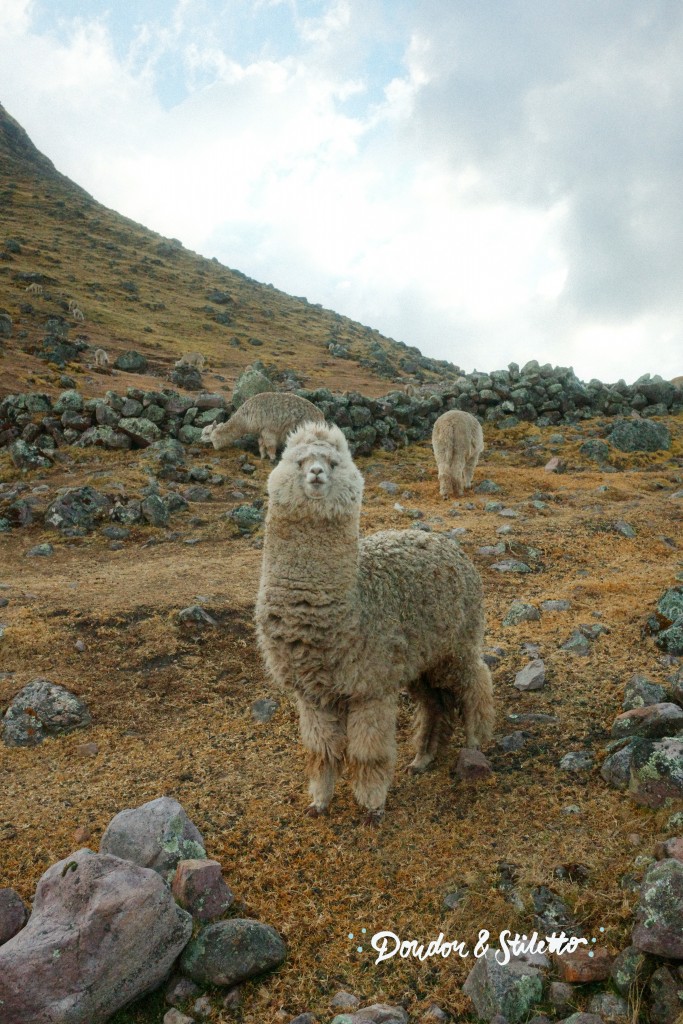 Trek du Lares 6